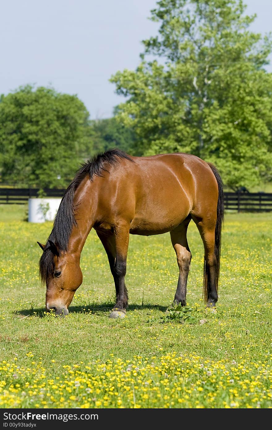 Bay horse grazing in field with yellow daisy cups in the middle of spring time. Bay horse grazing in field with yellow daisy cups in the middle of spring time.