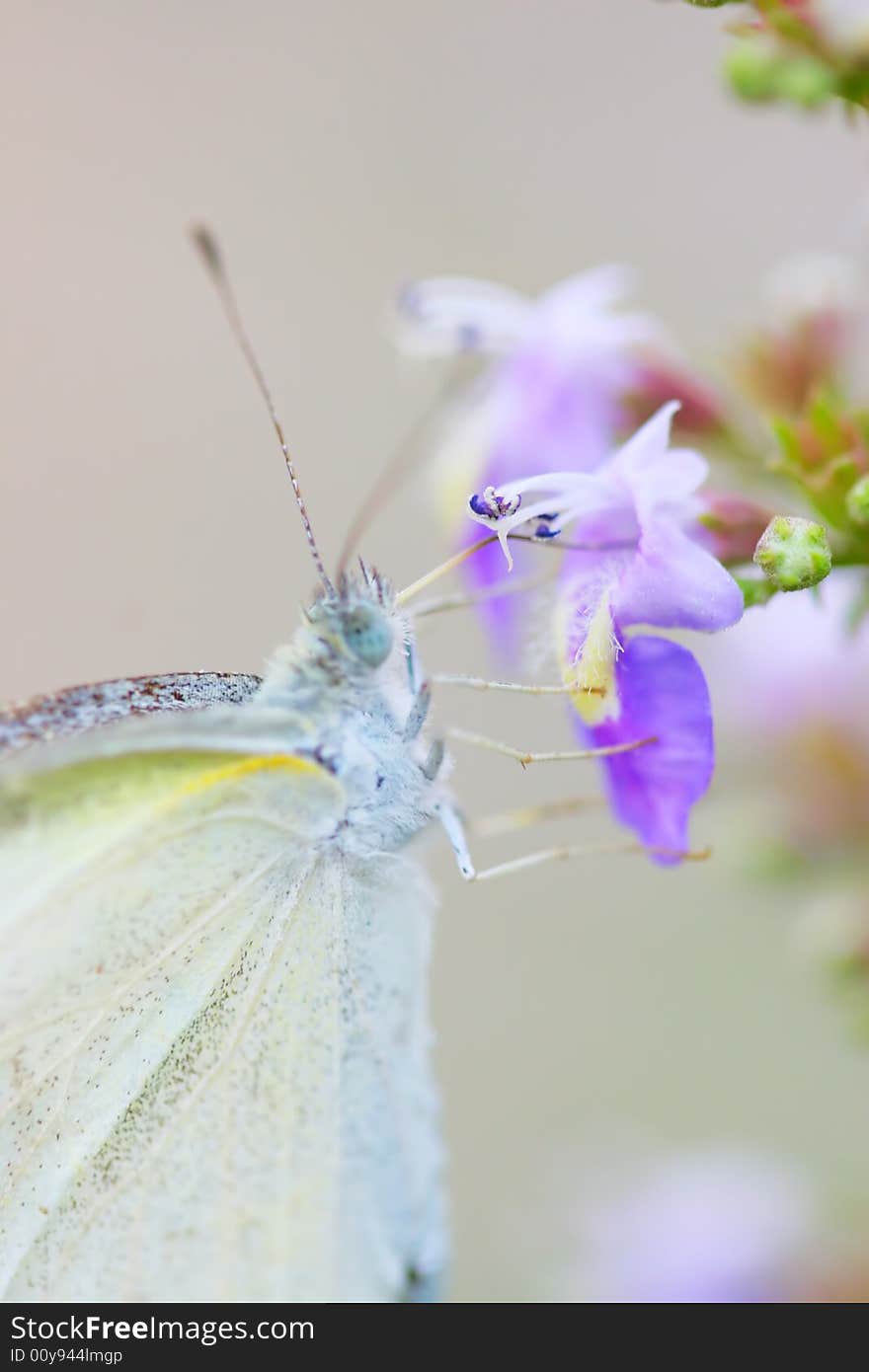 The Flower And Butterfly