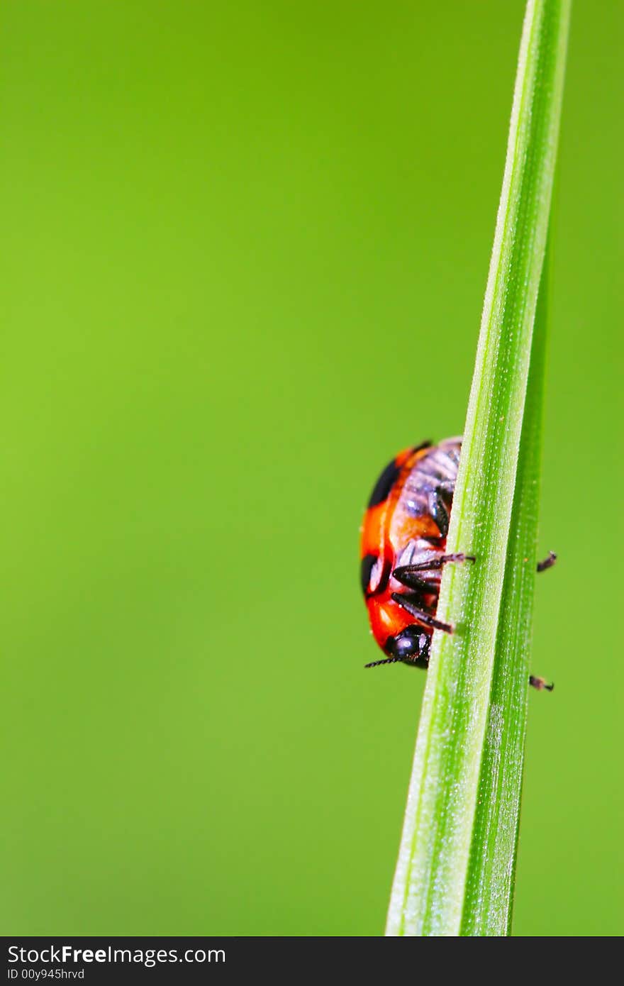 The bug on the plant with a green background