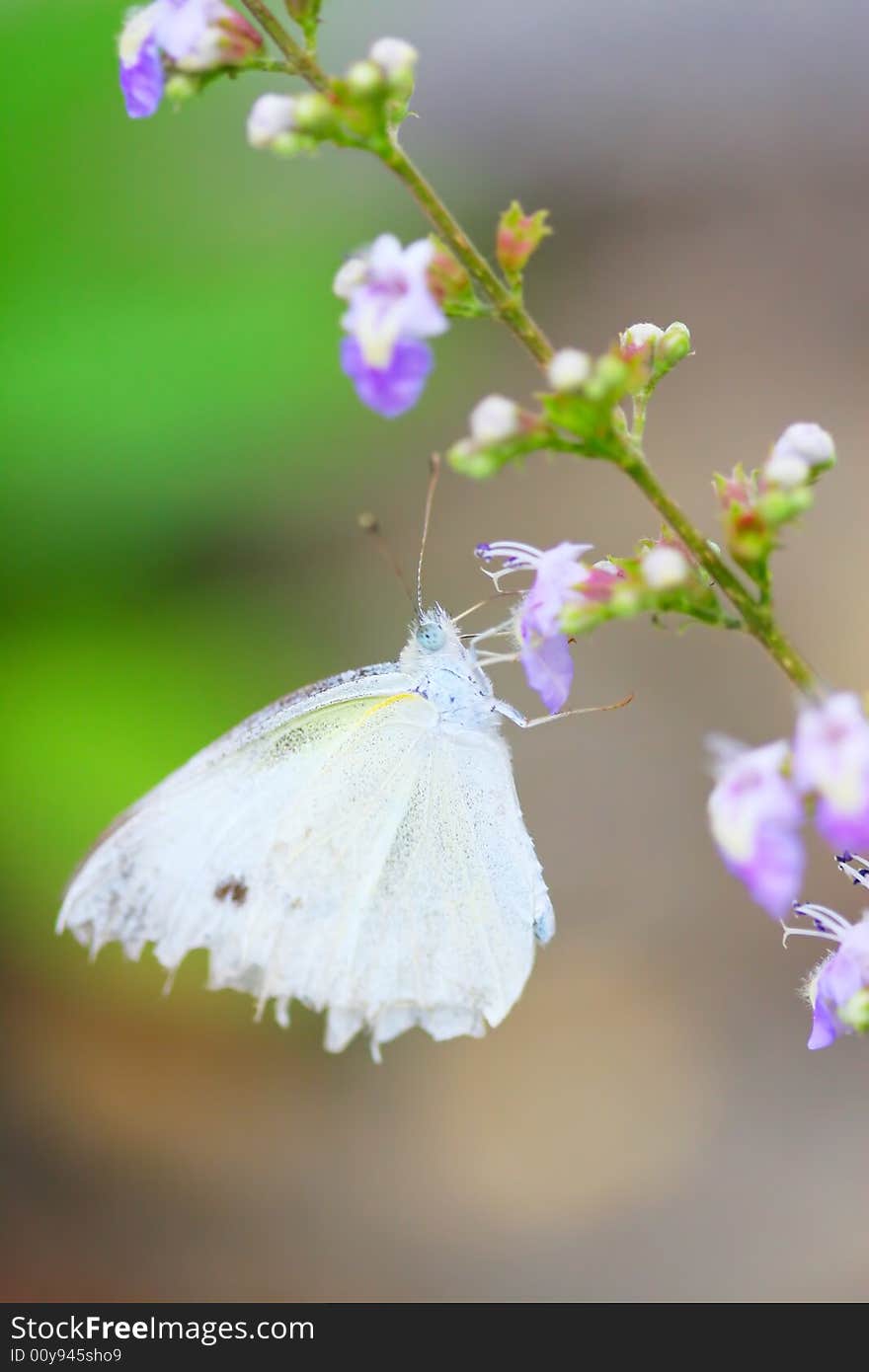 The flower and butterfly