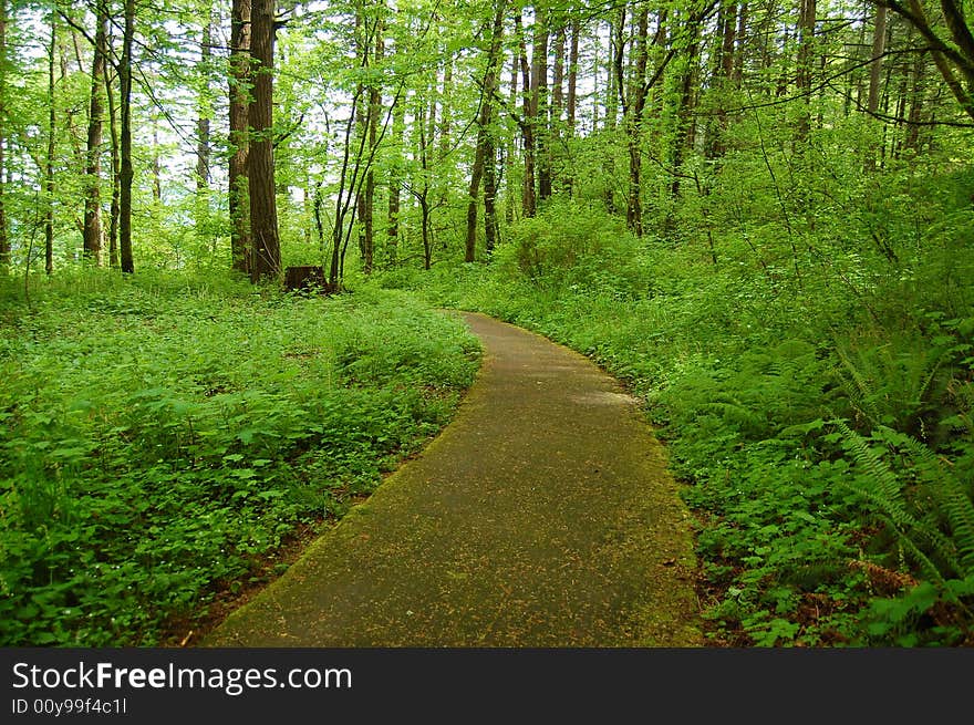 A paved path through a green forest. A paved path through a green forest