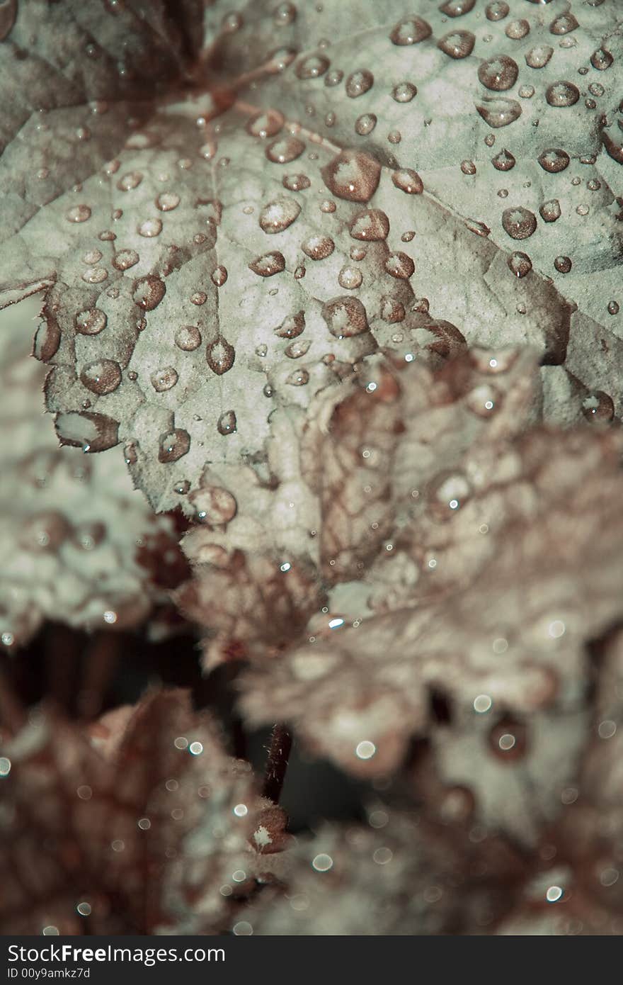 Close-up of a leaf wet with morning dew