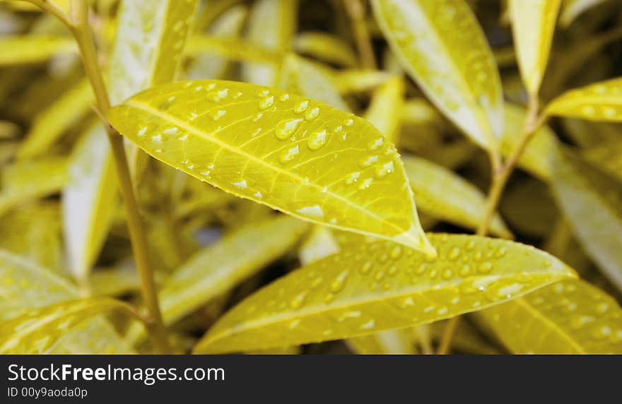 Yellow leafs in the morning dew. Yellow leafs in the morning dew