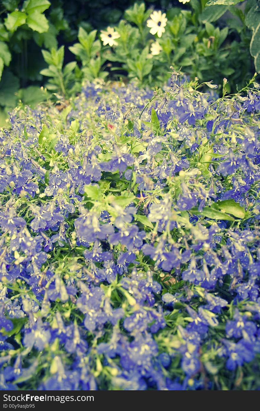 Violet flowers in the morning dew