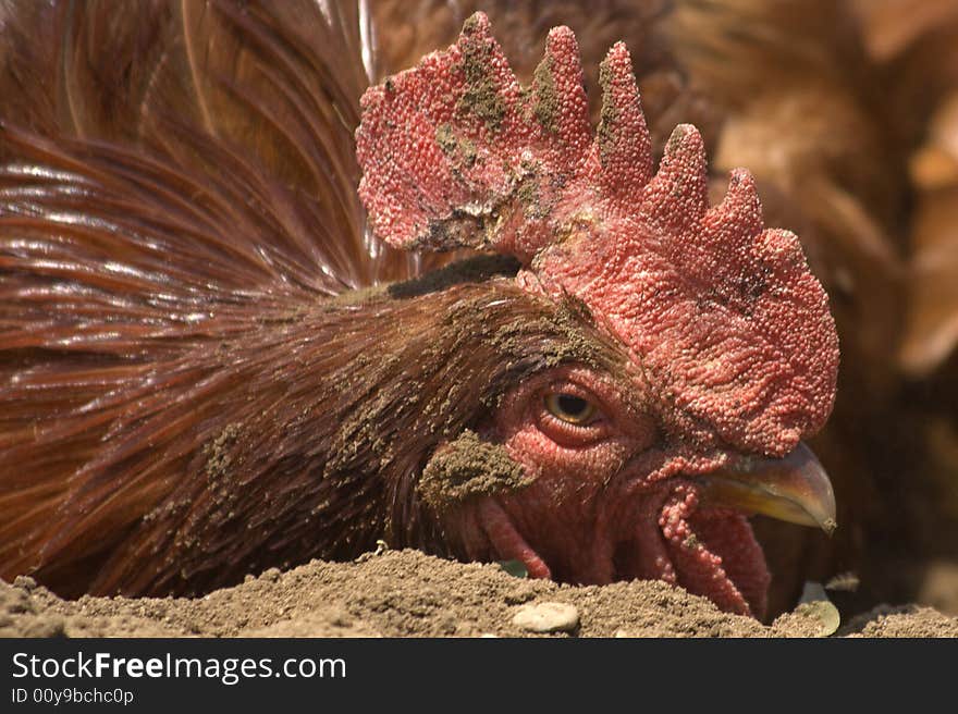 Rooster taking sandbath. Close-up of head.