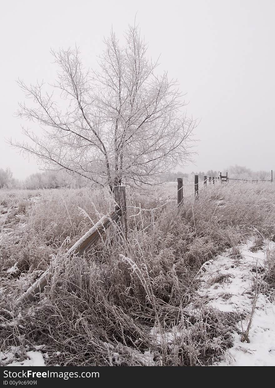 Frosted rural winter scene of a fence and tree between two fields. Frosted rural winter scene of a fence and tree between two fields.