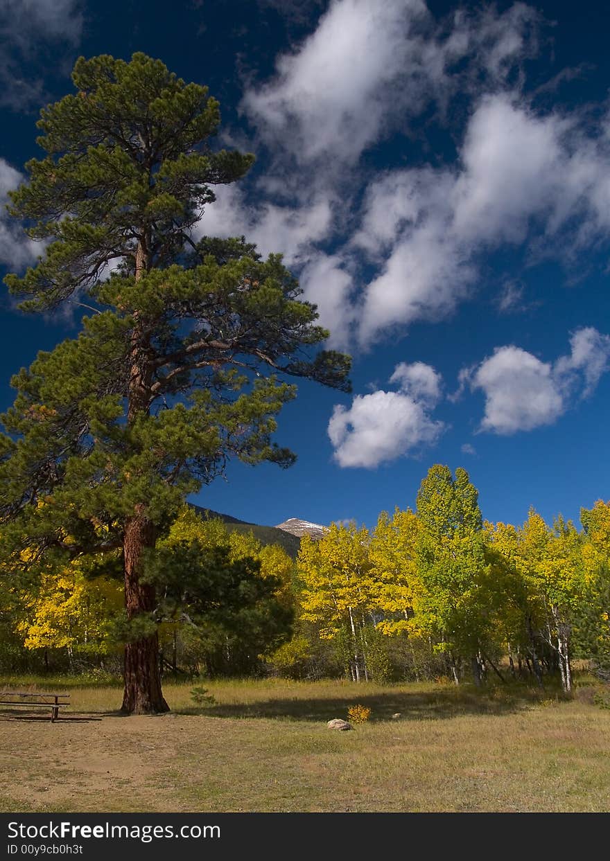 Evergreen in Autumn