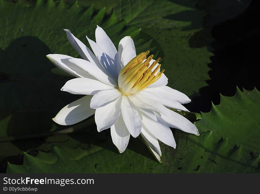 A water lily in full bllom