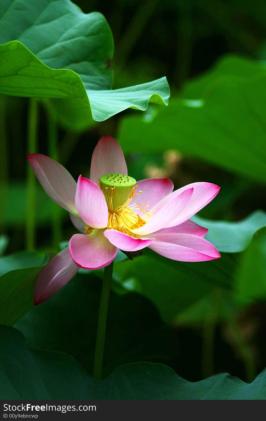 This picture was shot in the lotus flower pool park. This picture was shot in the lotus flower pool park.