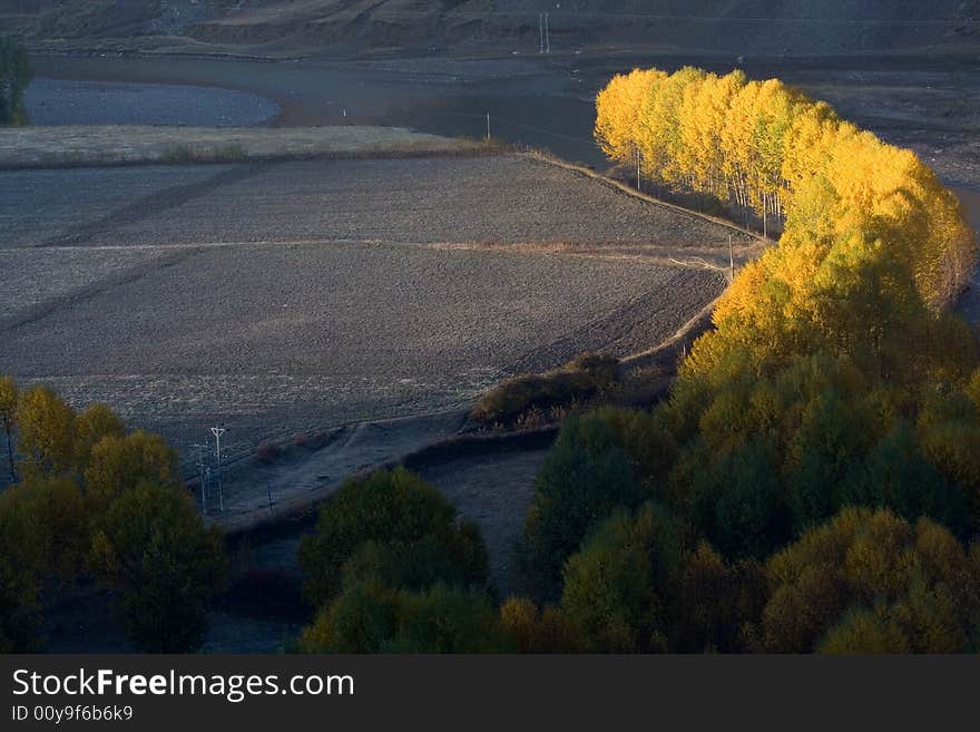 It is light shine on poplar