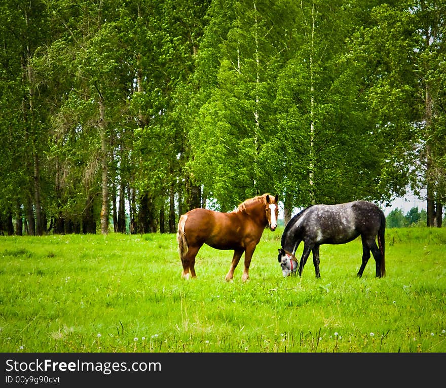 Horse graze on the field. Horse graze on the field