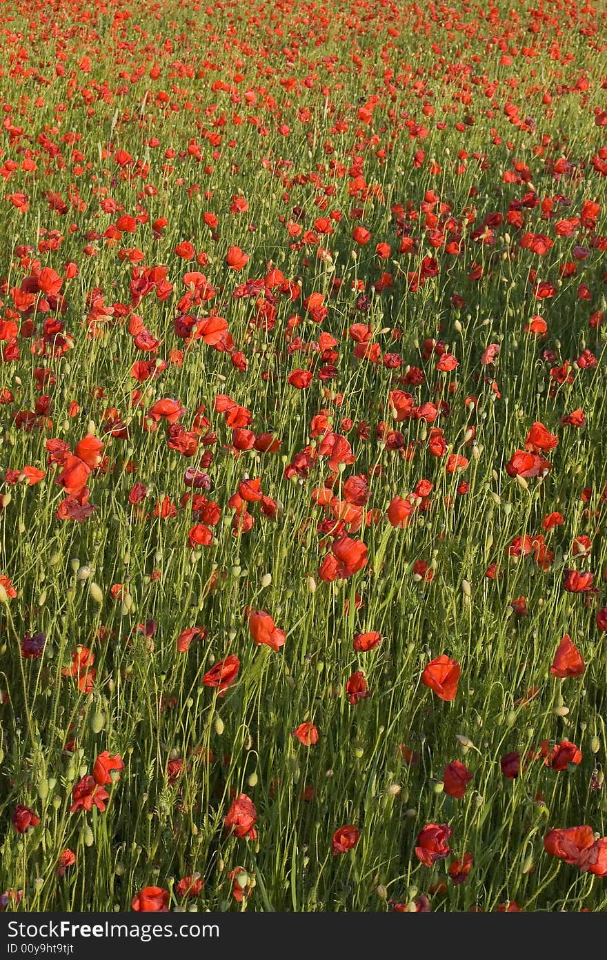 Poppies  Field