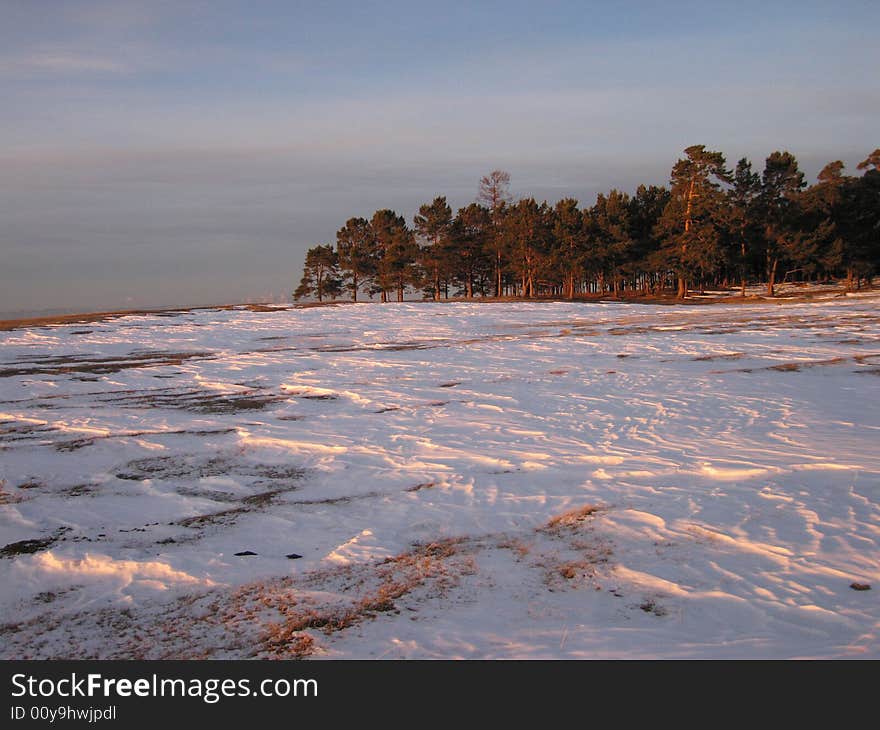 The Siberian taiga