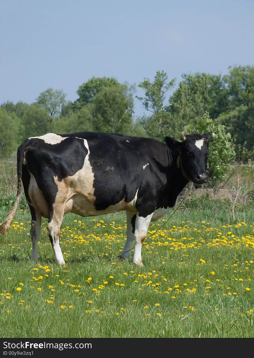 The black and white cow on a summer meadow