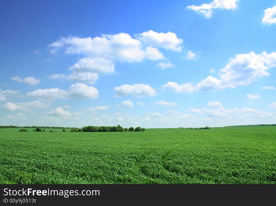 Summer landscape