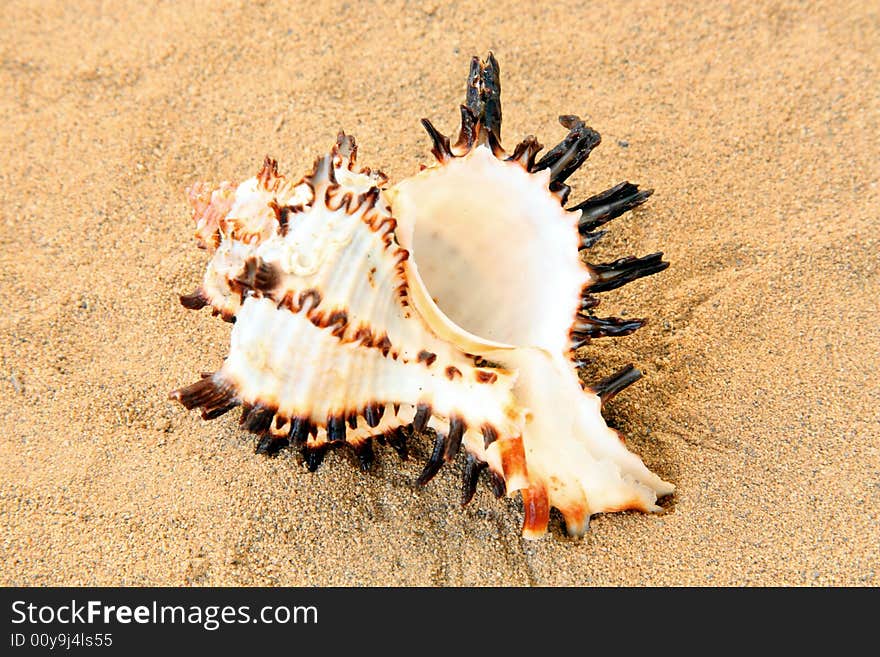 Exotic seashell on golden sand