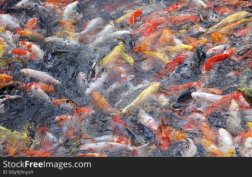 Many colourful fish crowd in a small pool striving for food. this is a parable of the modern life where competition is everywhere, everyminute. Many colourful fish crowd in a small pool striving for food. this is a parable of the modern life where competition is everywhere, everyminute.