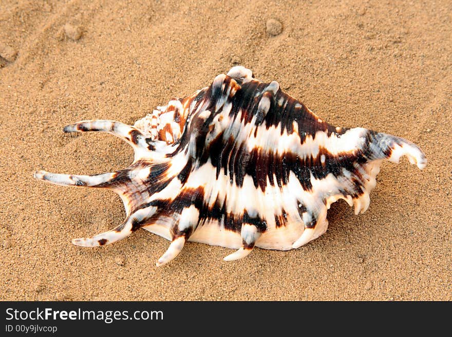 Exotic seashell on golden sand