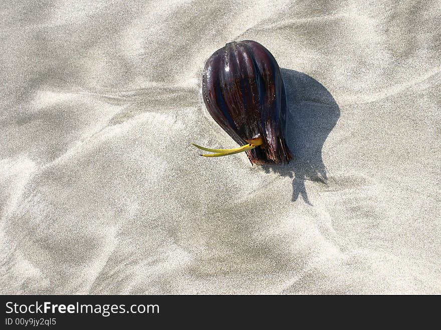 A shooting coconut on the beach with grain almost black and white sandy background.