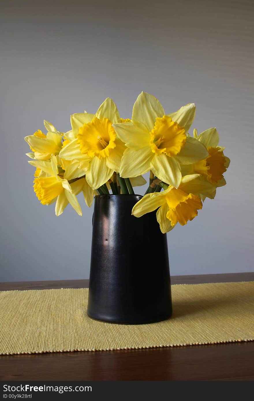 Daffodil in bloom with soft grey background