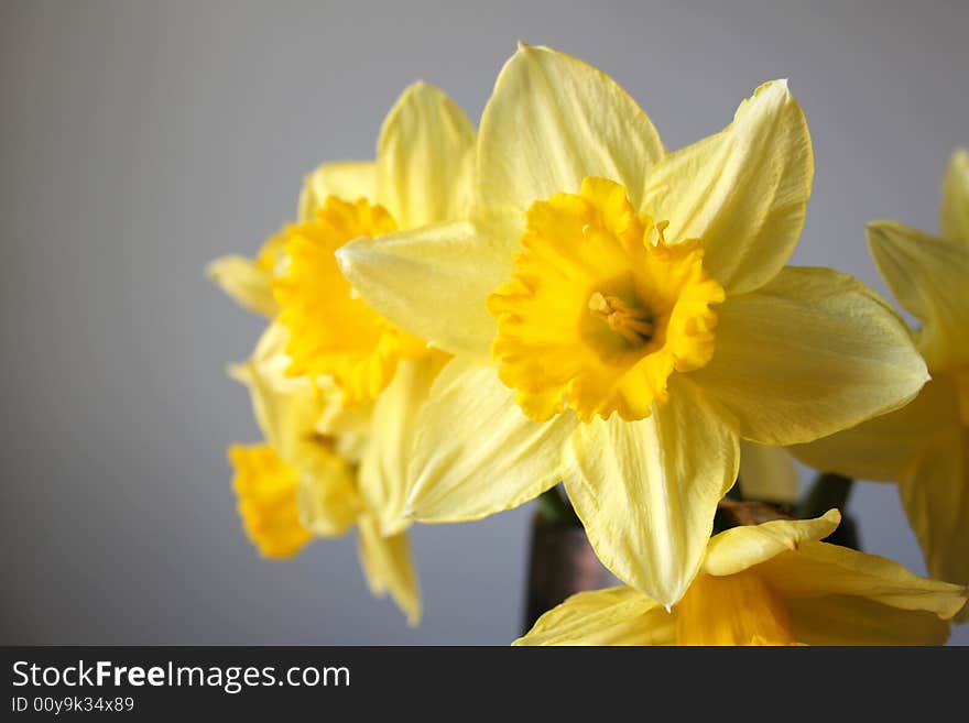 Daffodil