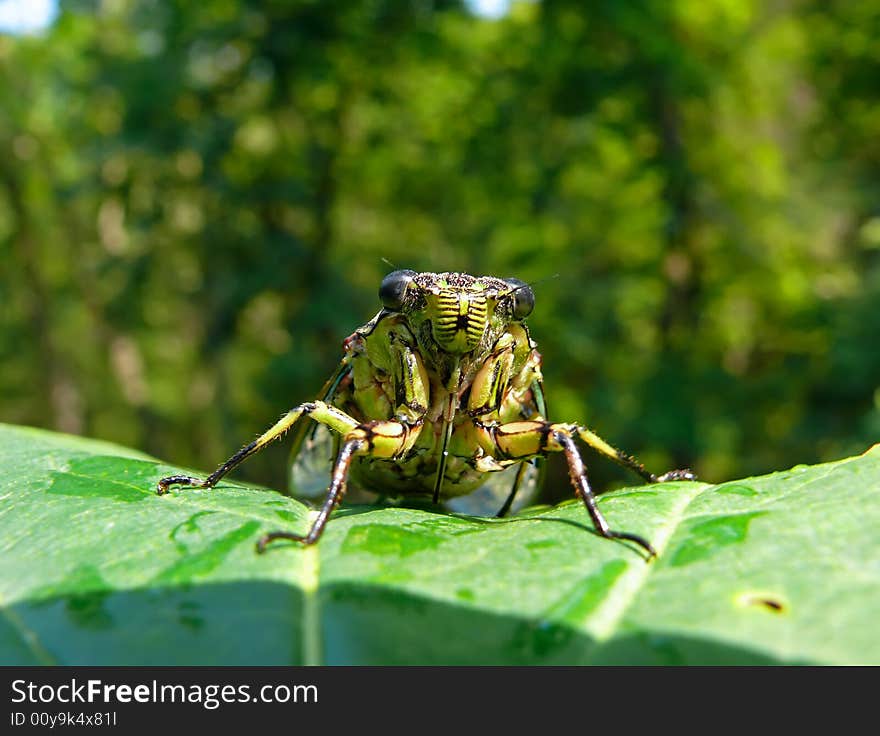 A close-up of a cicada (Tibicen bichamatus) on leaf. South of Russian Far East, Primorye. A close-up of a cicada (Tibicen bichamatus) on leaf. South of Russian Far East, Primorye.