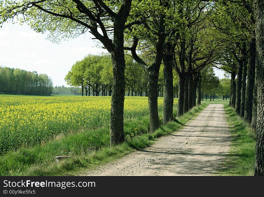 Tree alley with a yellow field behind