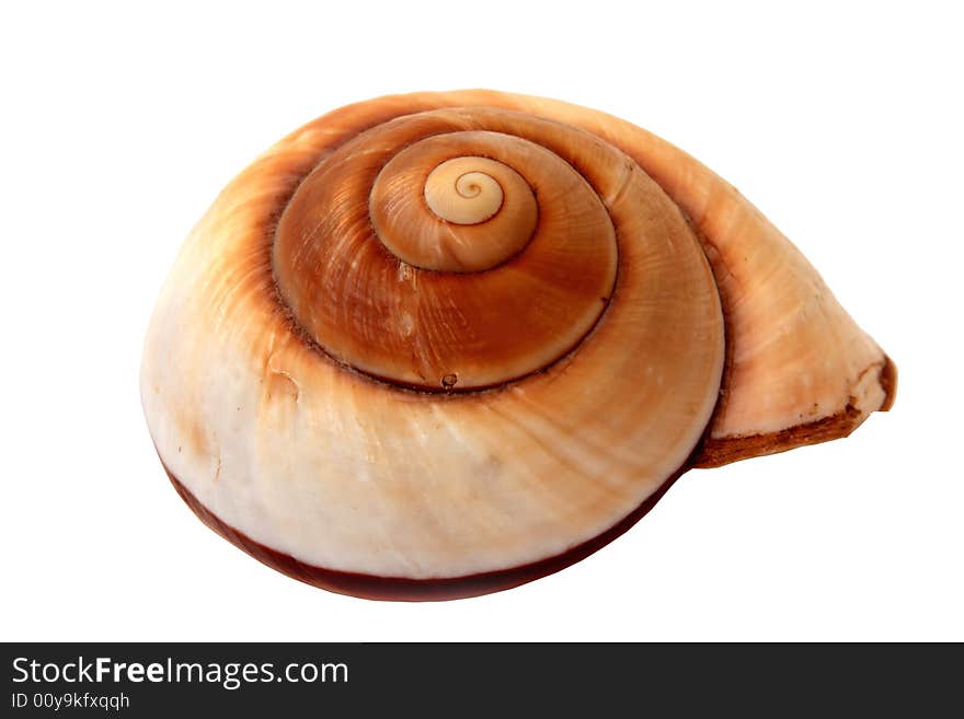 Exotic seashell on white background, horizontal frame