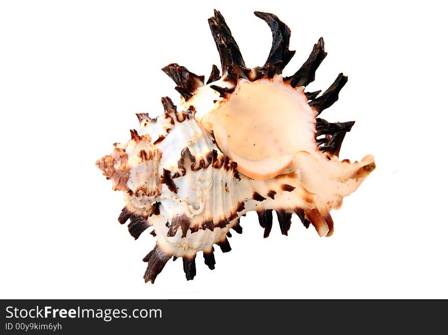 Exotic seashell on white background, horizontal frame