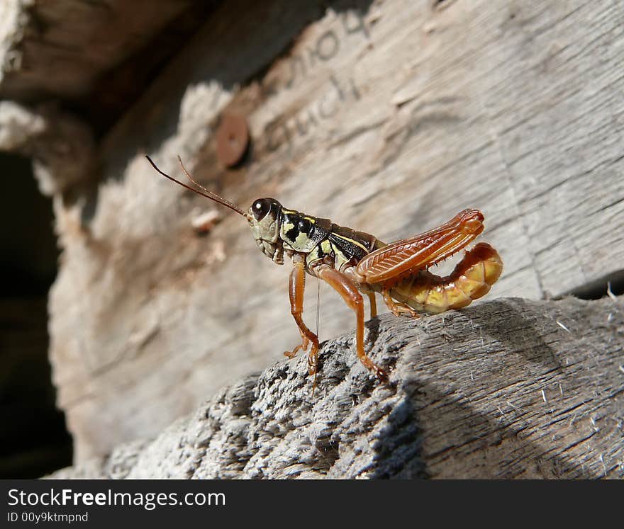 A close-up of a grasshopper on wall of log-house. Russian Far East, Primorye. A close-up of a grasshopper on wall of log-house. Russian Far East, Primorye.