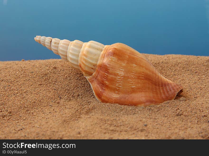 Seashell On a Blue Background