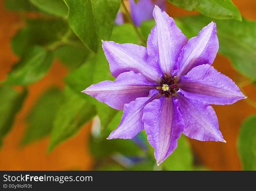 Clematis one