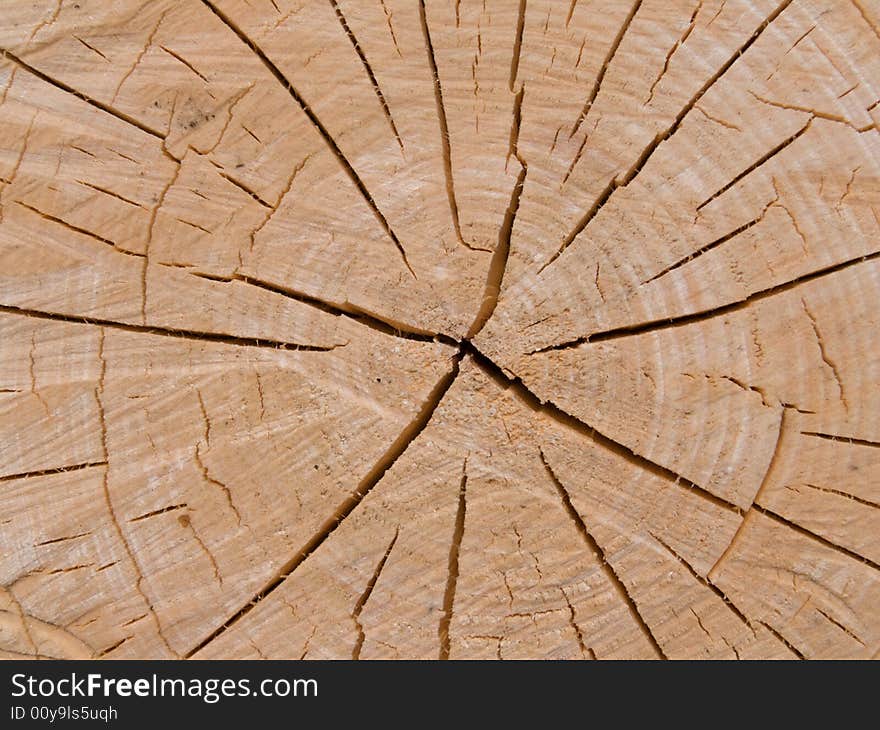 A close-up of a surface of cut of a tree. The Russian Far East, Primorsky Region. A close-up of a surface of cut of a tree. The Russian Far East, Primorsky Region.