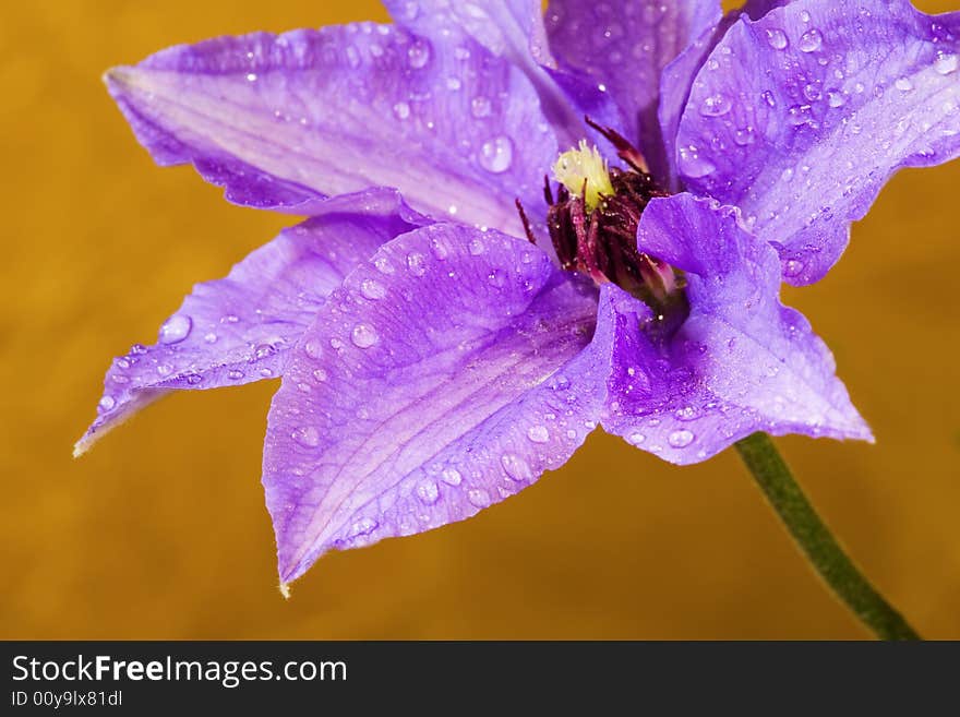 Clematis, Drops,two