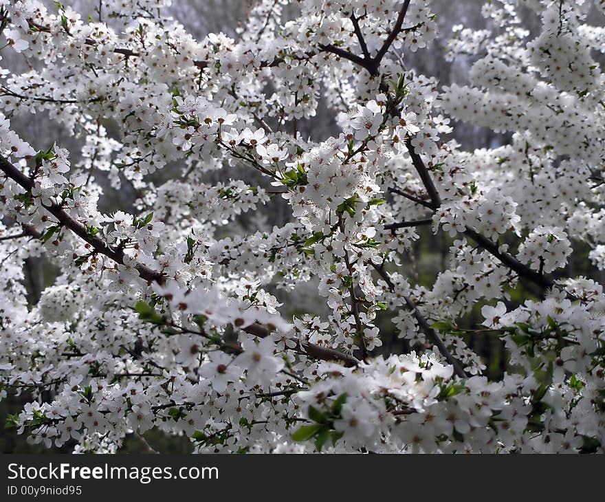 White flowers in the spring