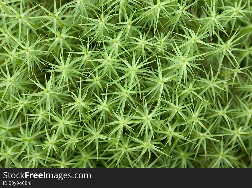 Close-up of green moss in a forest