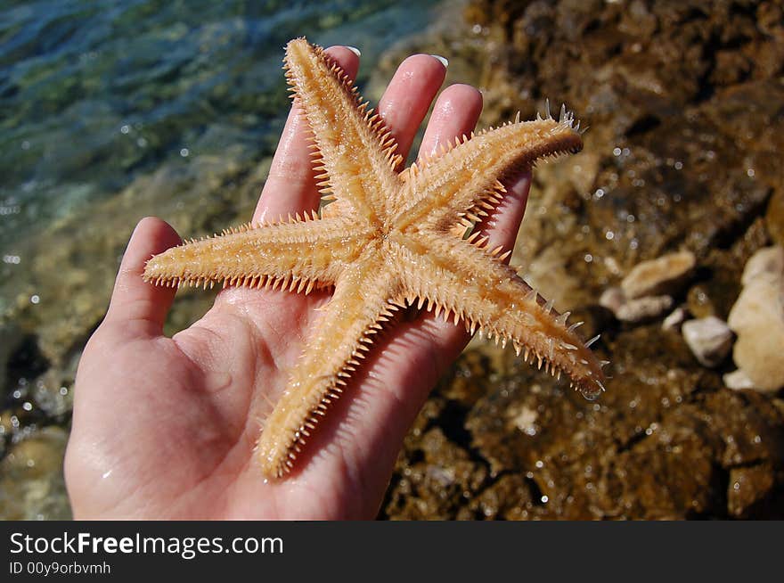 Seas star from Adrian sea