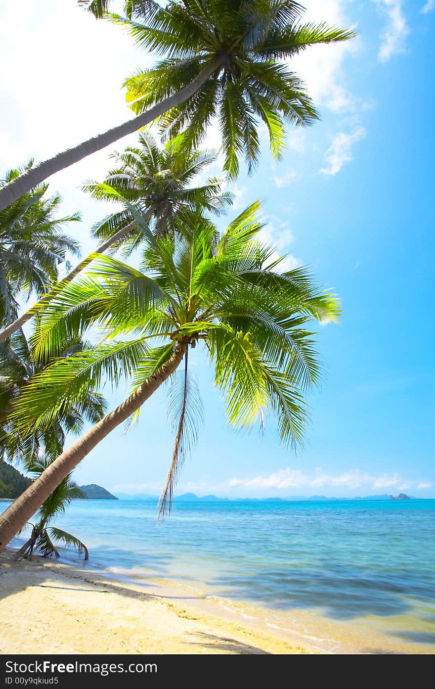 View of nice tropical empty sandy beach with some palm. View of nice tropical empty sandy beach with some palm