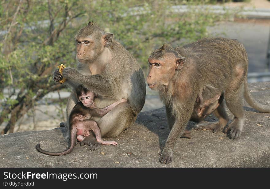 Wild makaka monkeys with their babies. Wild makaka monkeys with their babies.