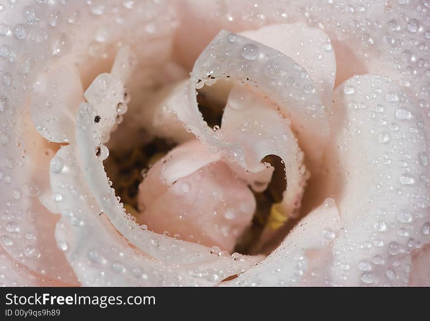 Light rose and drops