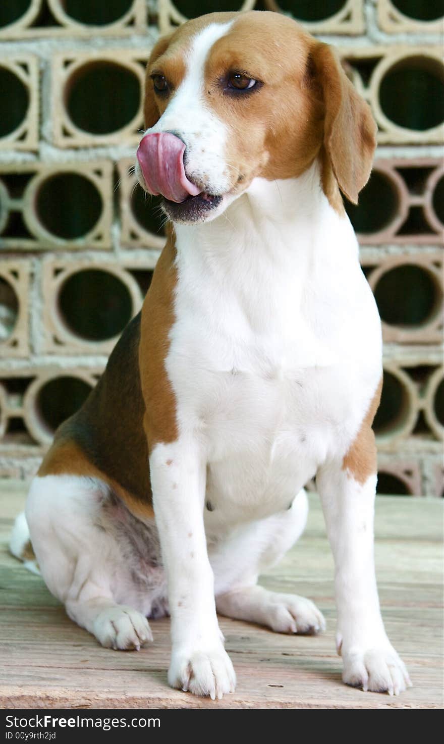 Dog: beagle