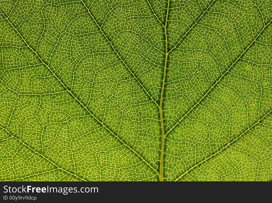 Green leaf texture - macro shot