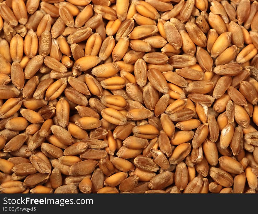 Wheat grains