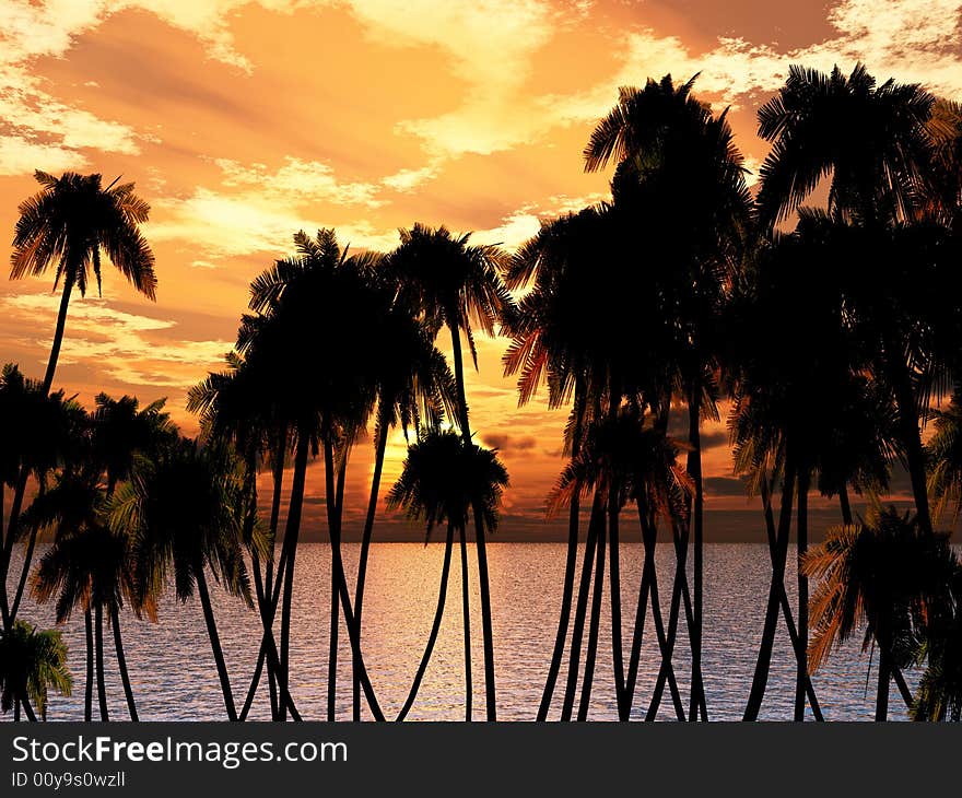 Tops of palm trees on a background of a sunset sky. Tops of palm trees on a background of a sunset sky