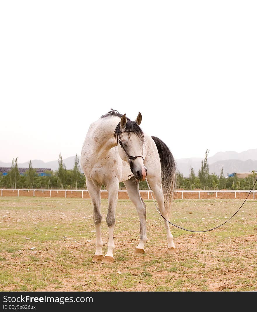 Arab horse in a farm of beijing