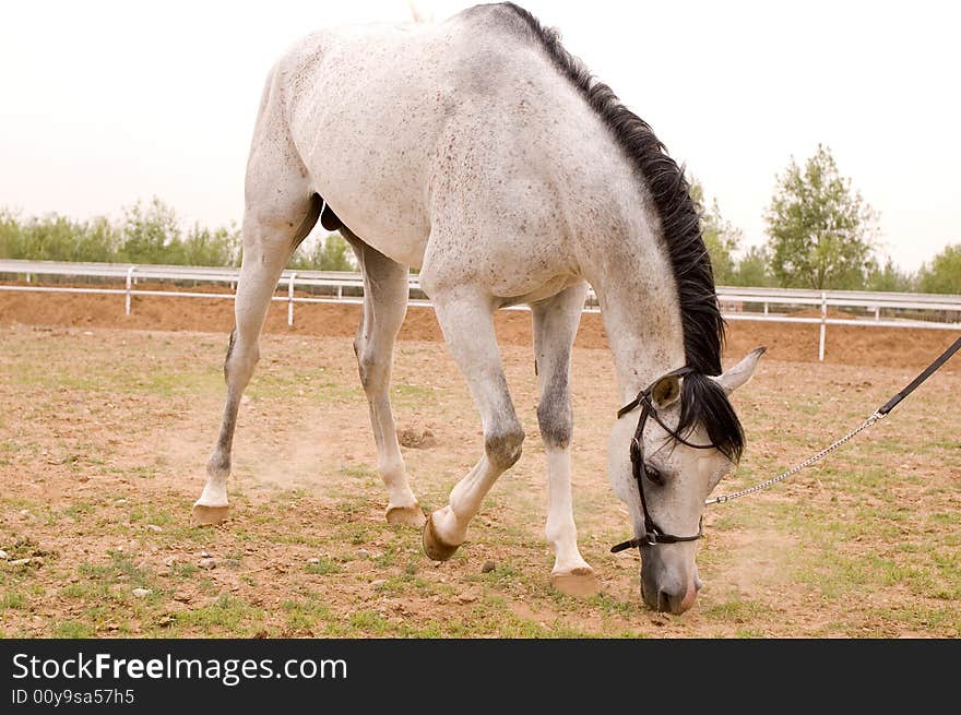 Arab horse in a farm of beijing