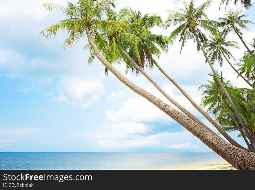 View of nice tropical empty sandy beach with some palm. View of nice tropical empty sandy beach with some palm