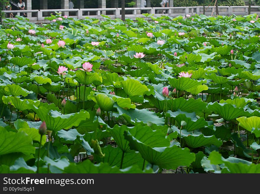 Water lily