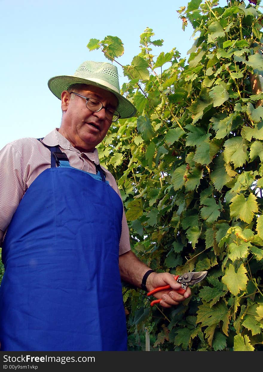 Man work in vineyard in summer time