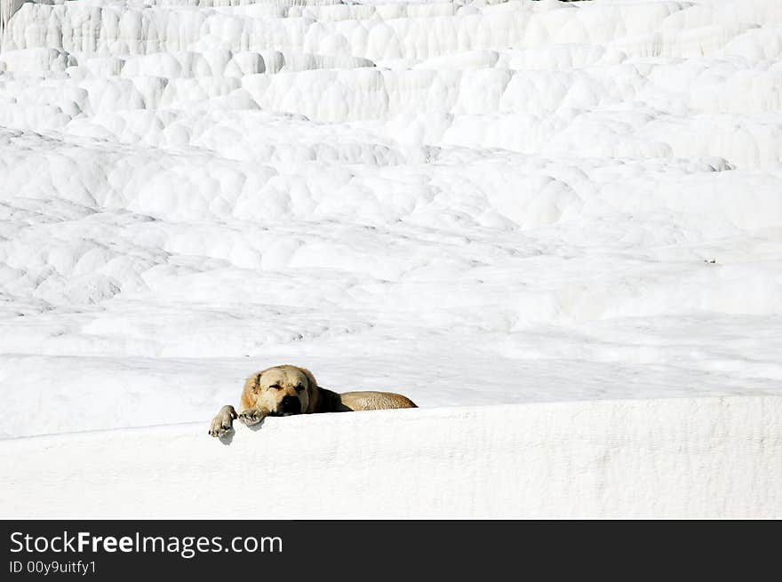 White Dog, Pamukkale